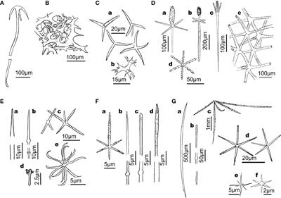 On the dissolution of sponge silica: Assessing variability and biogeochemical implications